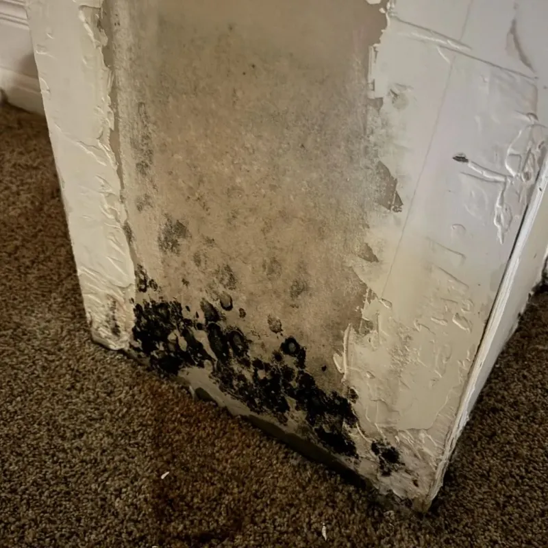 Professional Mold Removal in West Peoria, IL
